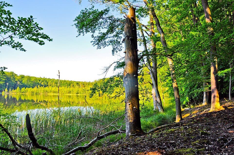 Przełęcz pod Tarnicą - Tarnica
