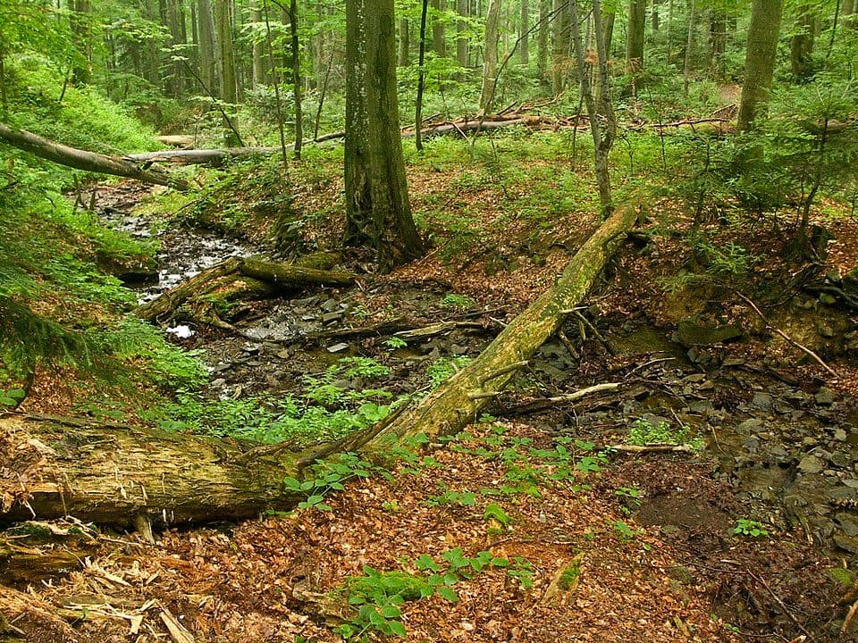 Dolina potoku Terebowiec
