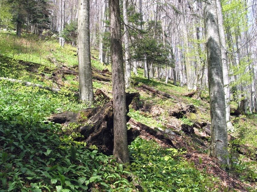 Przełęcz pod Tarnicą - Tarnica