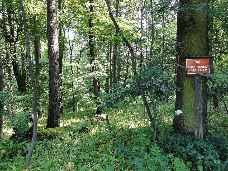 Rezerwat przyrody Skarpa Wiślicka