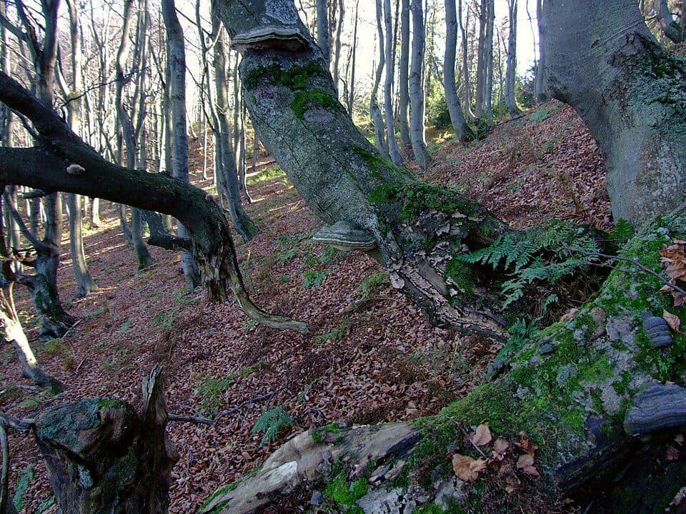 Szlak Skrzydlańskich Zbójników