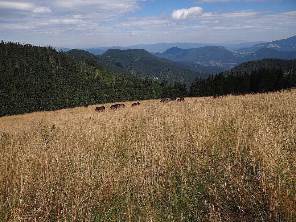 Čutkovská dolina — zdjęcie 2