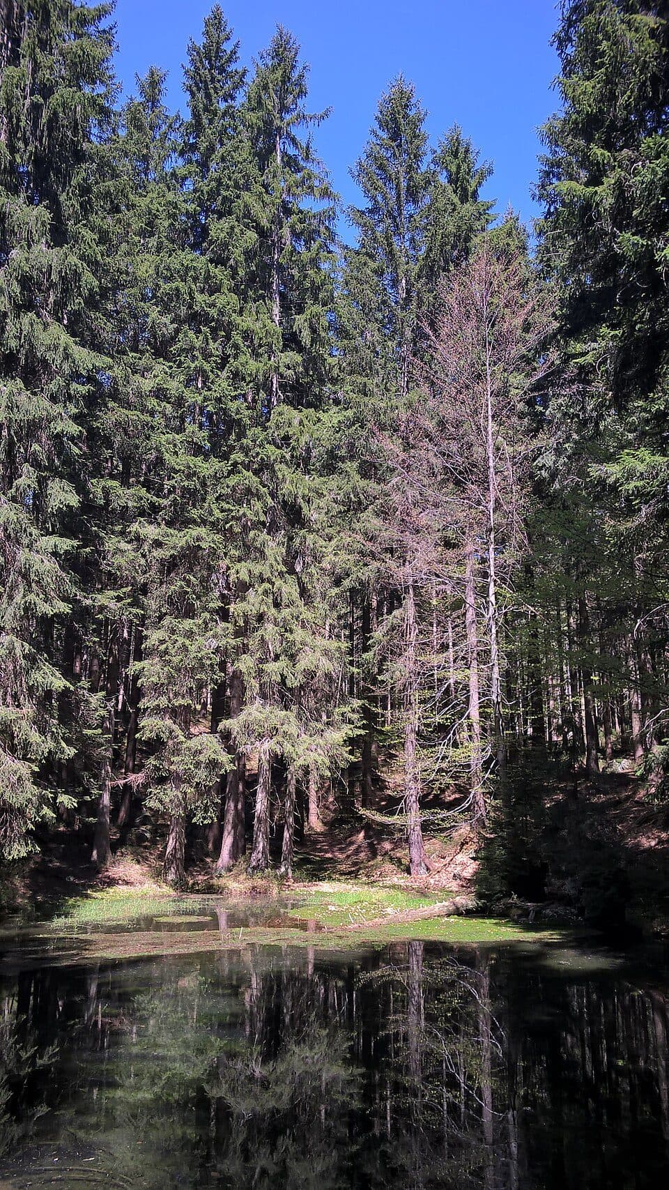 Mechové jezírko (Krkonoše)
