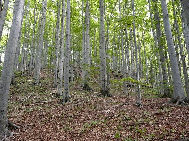 Rezerwat przyrody Góra Miłek — zdjęcie 3