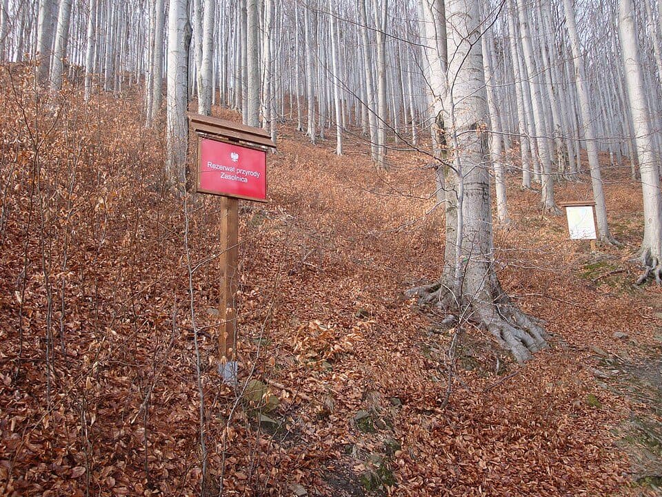 Rezerwat przyrody Zasolnica