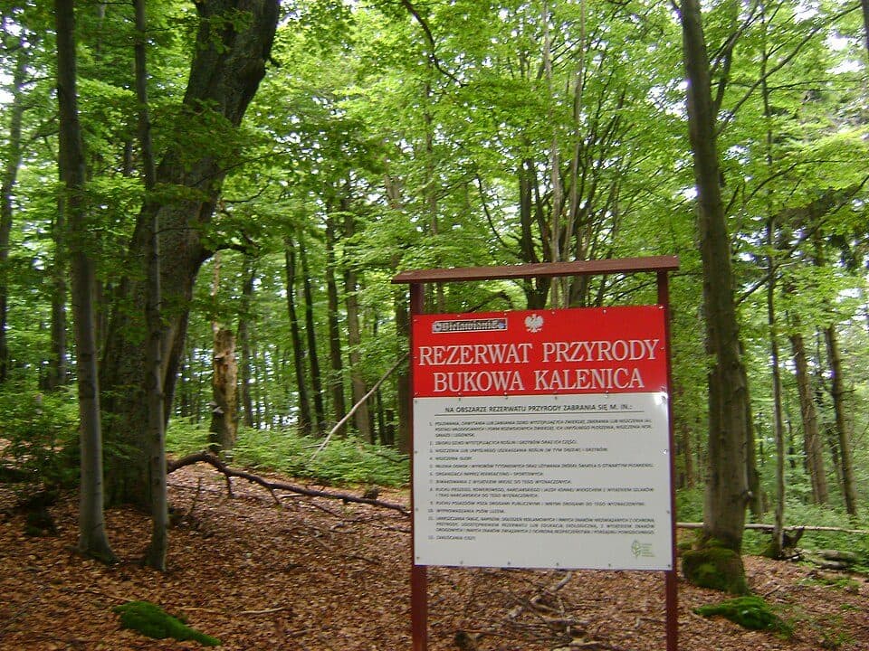 Rezerwat przyrody Bukowa Kalenica