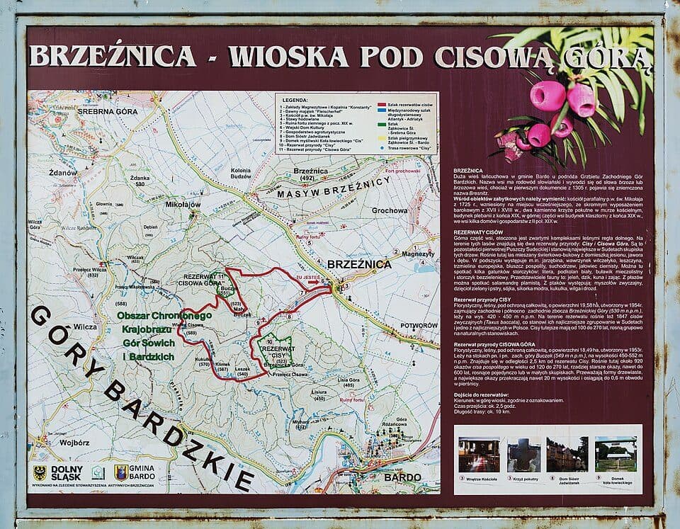 Rezerwat przyrody Cisy