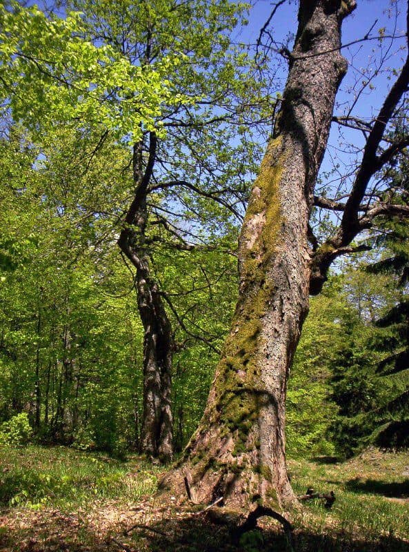 [M] Bielice - Pod Starým kopcem