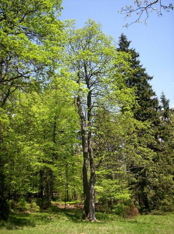 [M] Bielice - Pod Starým kopcem