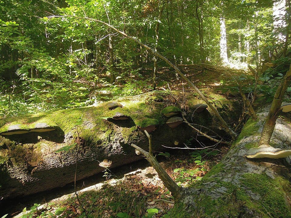 Brodská (prírodná pamiatka) — fotografia 3