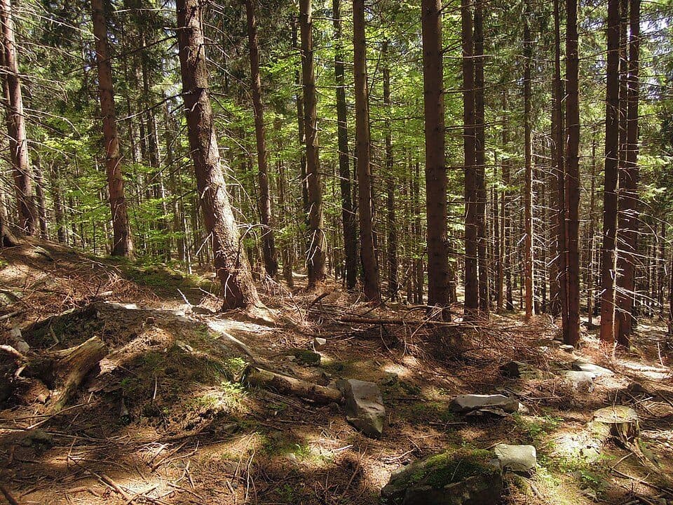 [Z] Podolánky - Babská