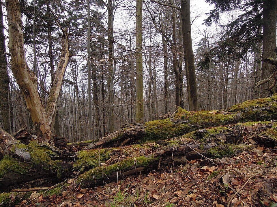 Bukovina Čarťák