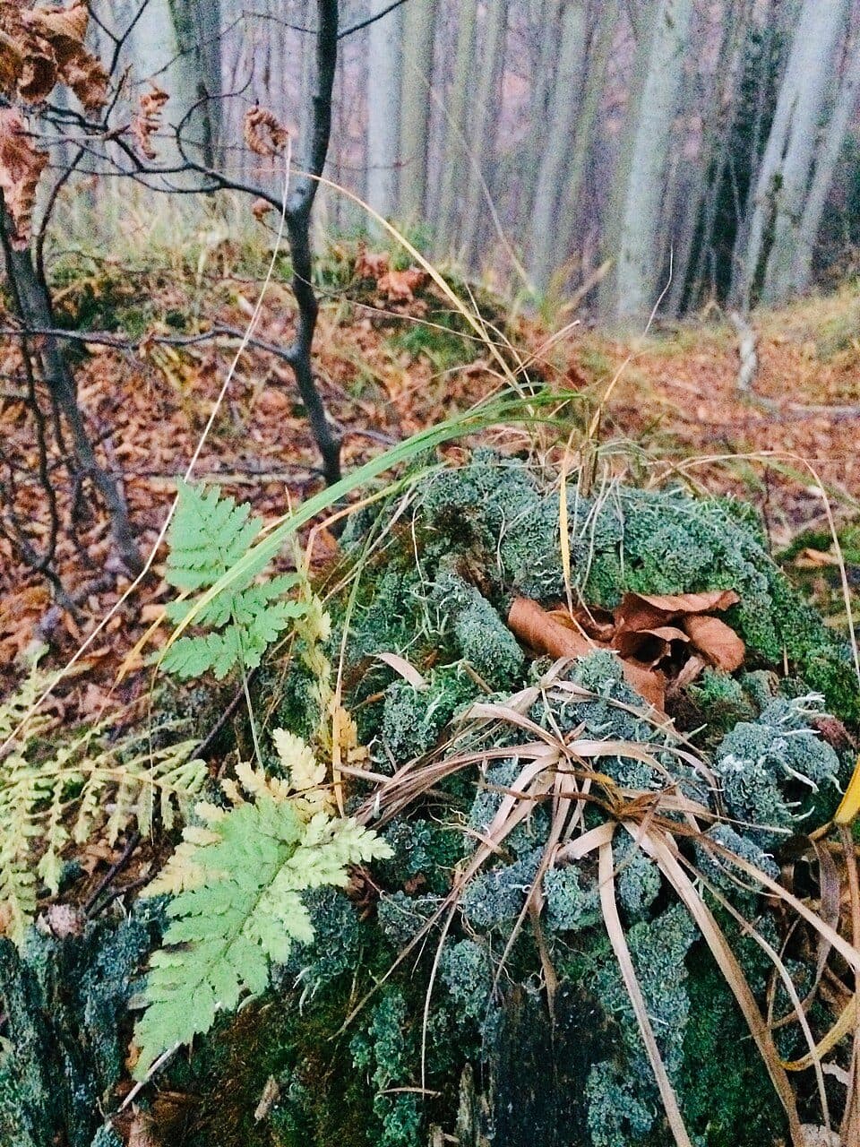 [Ž] Malý Javorový (sedlo) - Hrádek (žst.)
