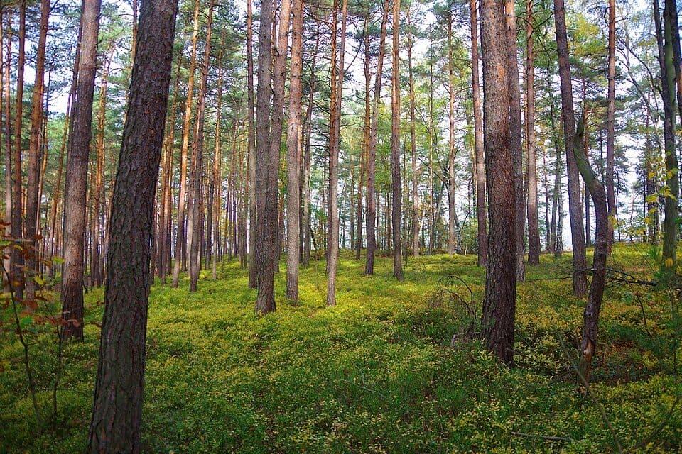 [Z] Dlaskův statek – Zbirohy (zříc.)