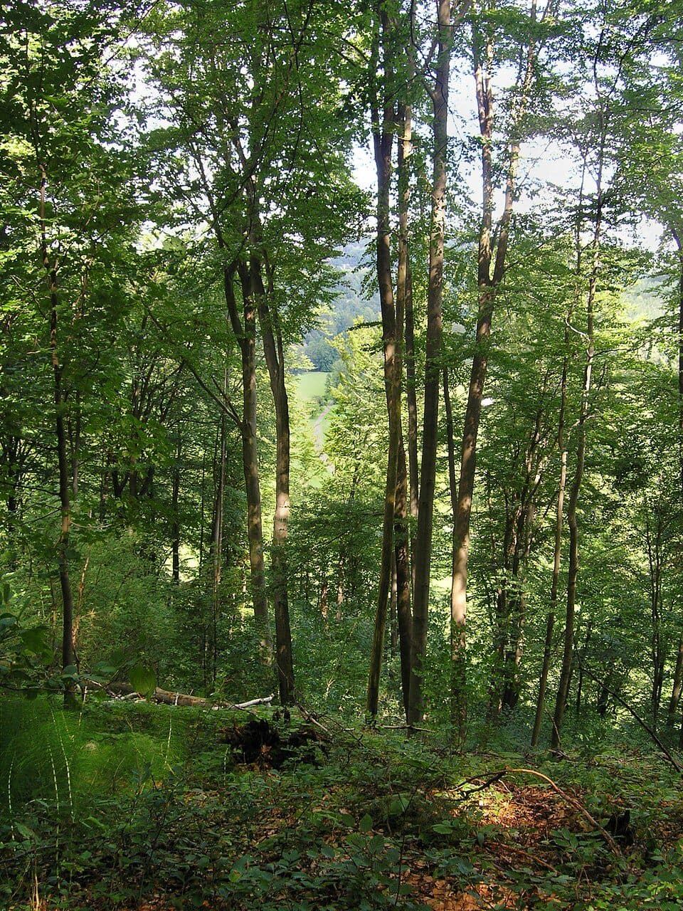 přírodní rezervace Na hranicích — zdjęcie 3