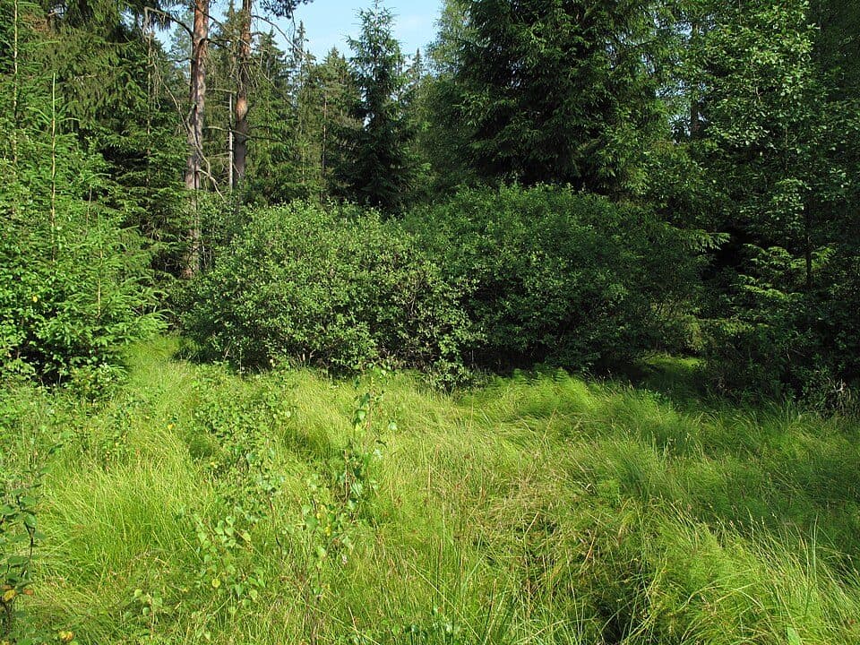 Na Mokřinách