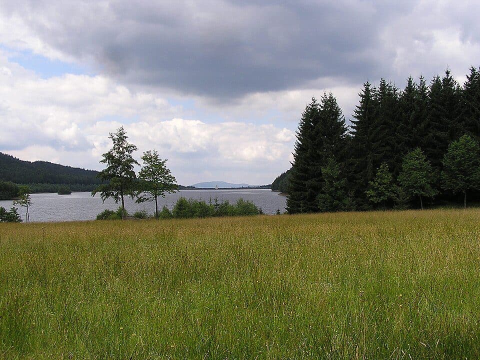 Waldschnepfe