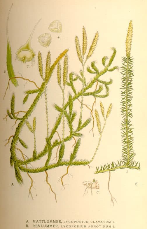 Wasseramsel