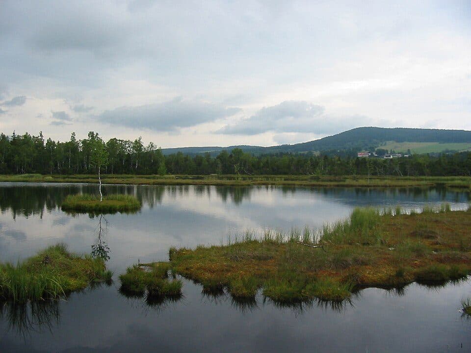 Chřástal polní