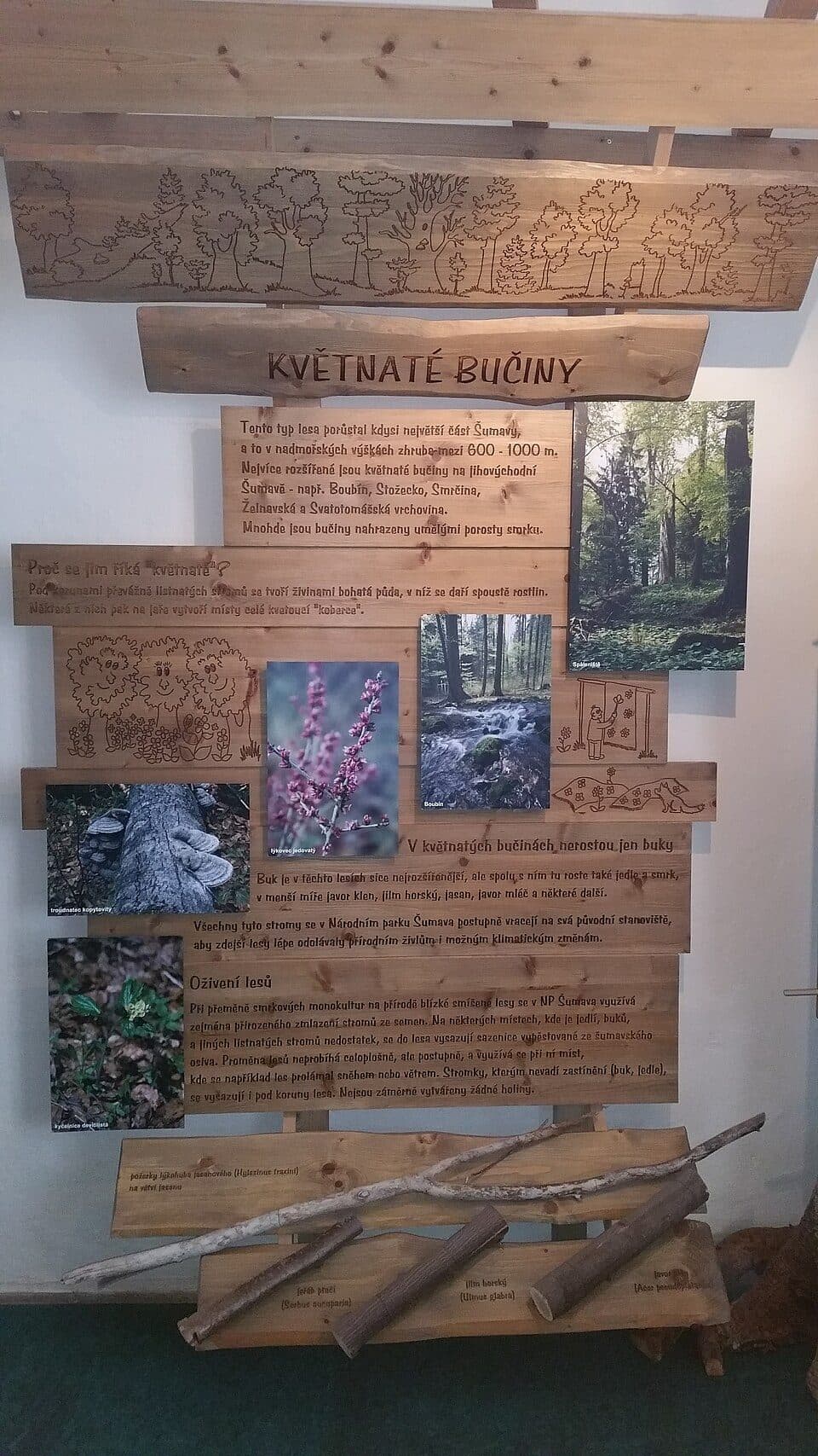 Kuna lesní - Úhel pohledu bez hranic