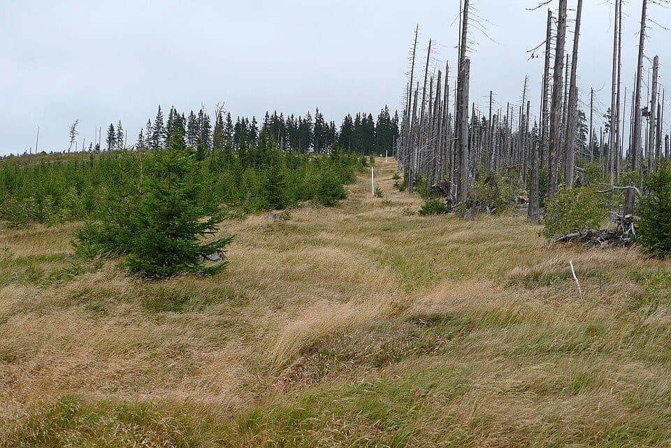 Hauptwanderweg (Nationalpark Bayerischer Wald)