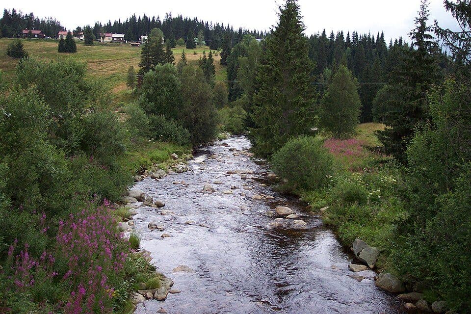 Chřástal polní