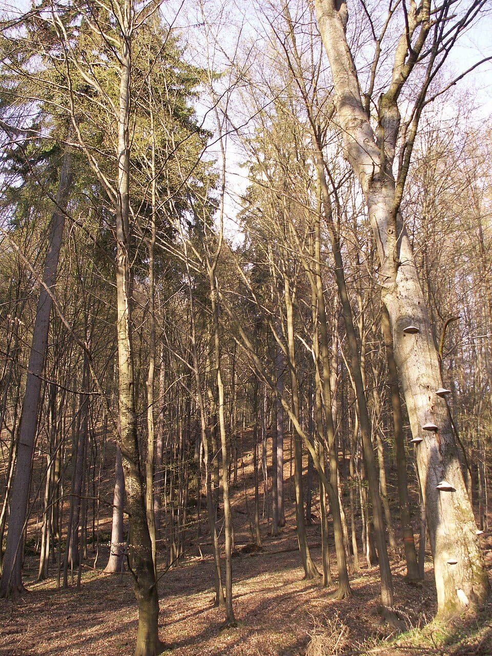 Bayerova