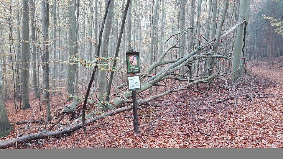 národní přírodní rezervace Habrůvecká bučina