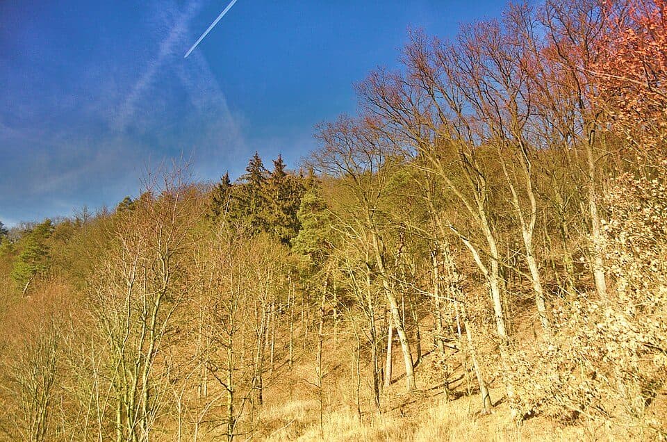 přírodní památka Lebeďák — Foto 2