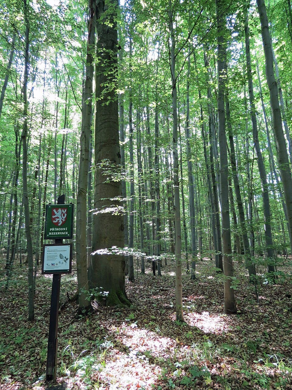 Březinka (přírodní rezervace)