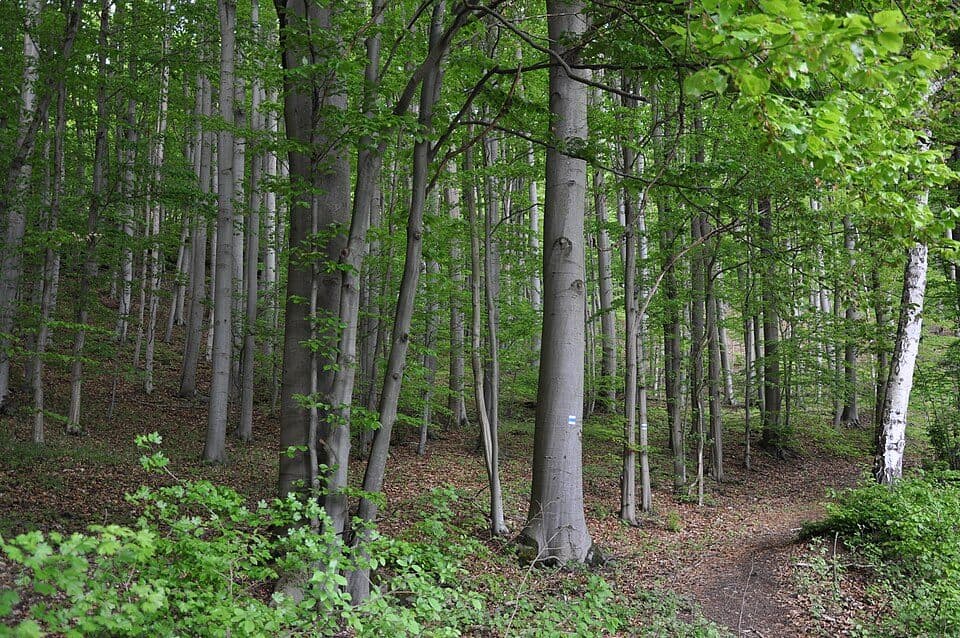 Čihadlo (přírodní rezervace)