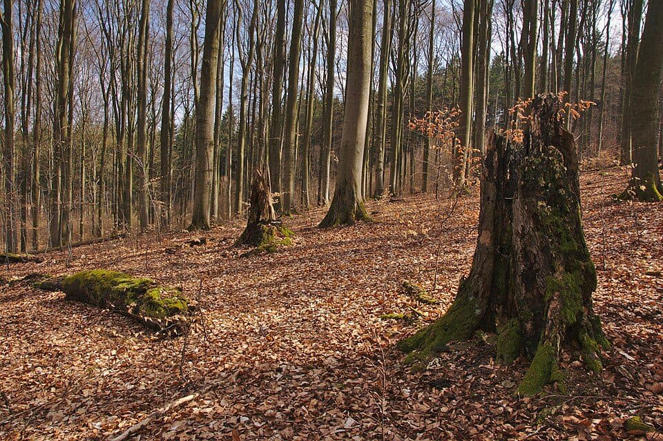 PR Rakovec