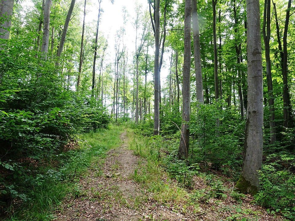 Vápenky (přírodní památka)