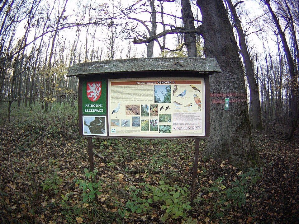 Oskovec II