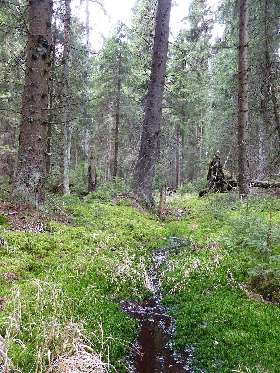 [Č] U Škaredé jedle - Hanušovice
