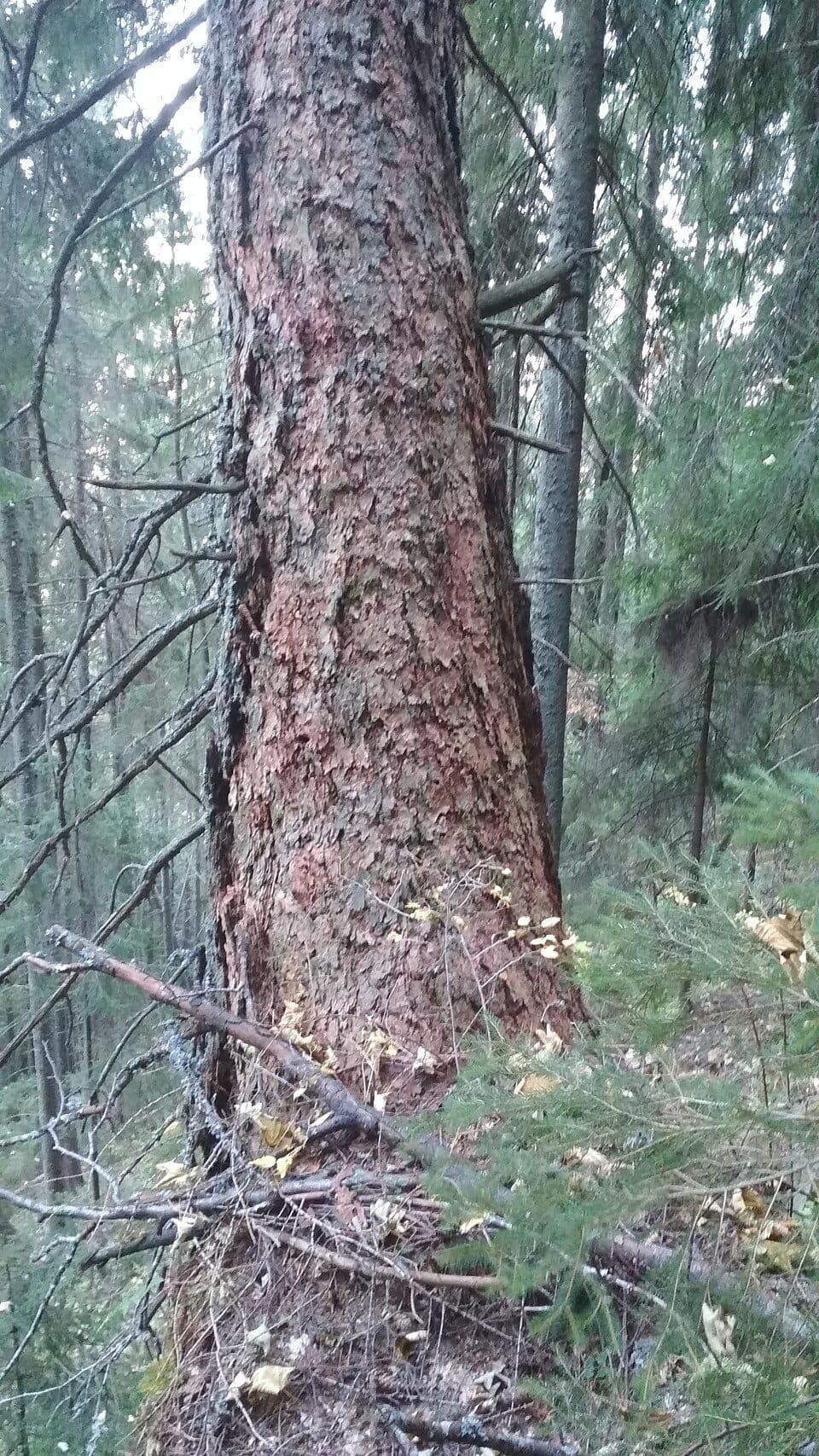 Eкостежка довкола Яйка Перегінського