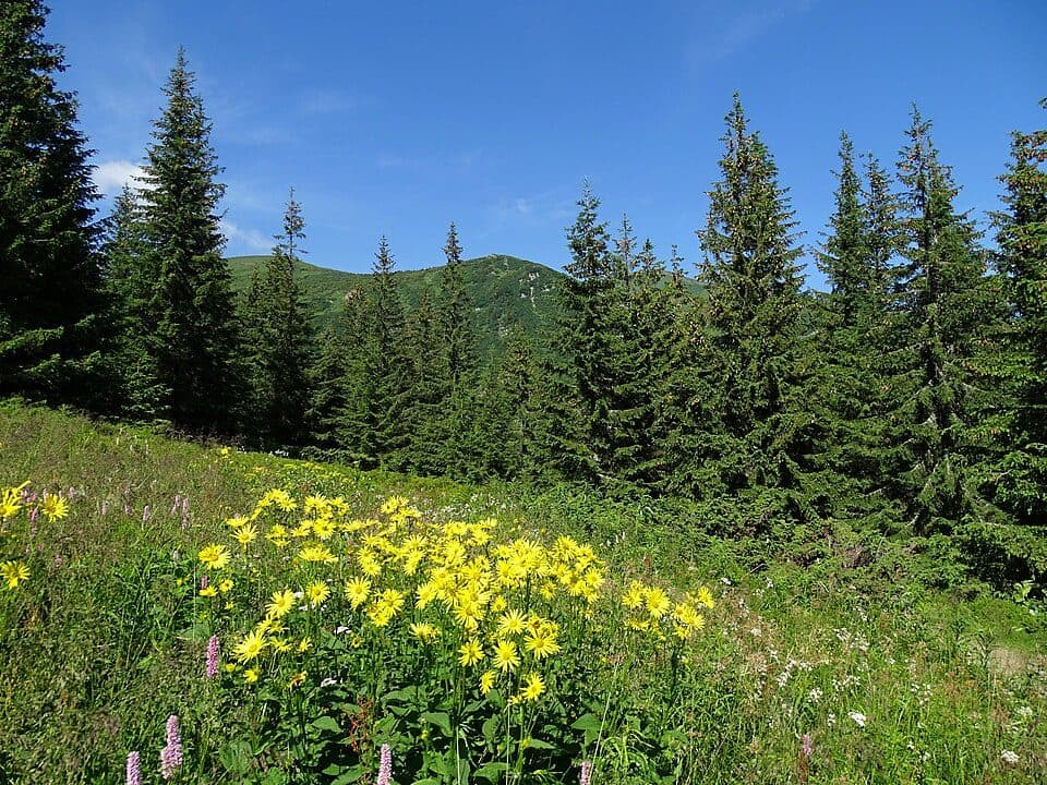 Ворохта ― Кукул