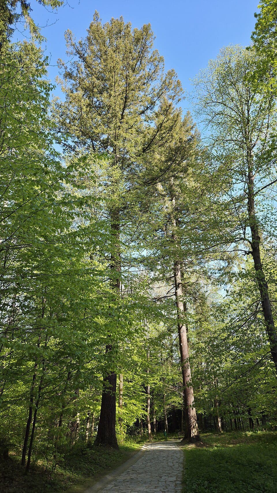 Góra Parkowa — zdjęcie 2