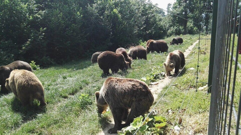 Rezervația de Urși LiBEARty Zărnești