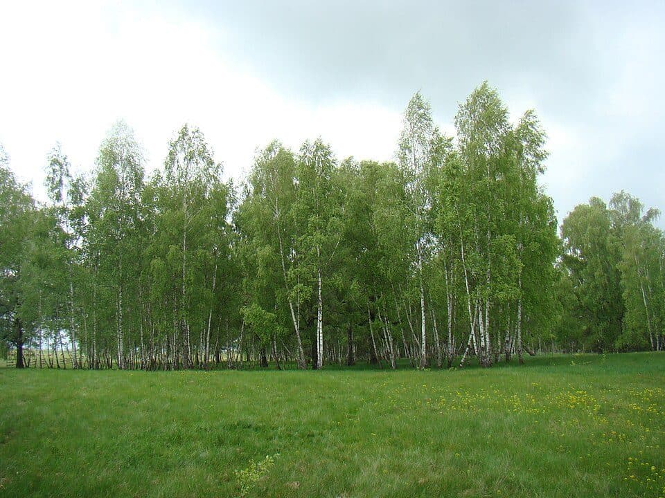 Lacurile Kupán – Vârful Lisnău (Csere)