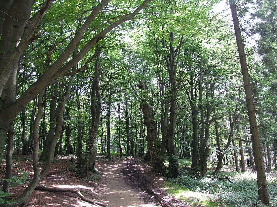 Bukowa (Beskid Sądecki) — zdjęcie 2