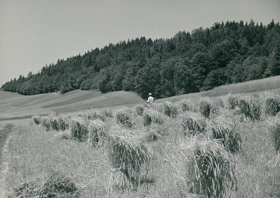 Bykowce - Liszna