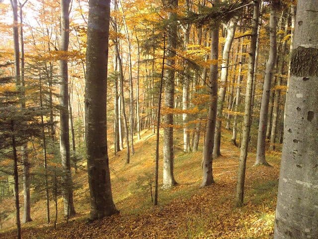 Park Narodowy Cheile Bicazului-Hășmaș — zdjęcie 3