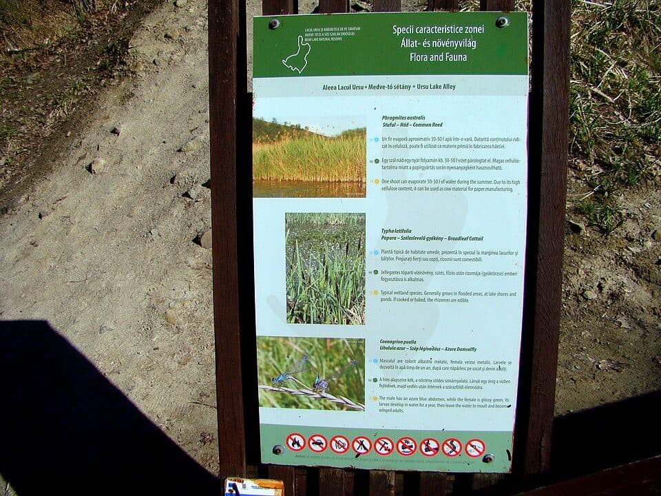 Sovata (Gara Mică) - Creasta Stejarului - Sovata (Centru)