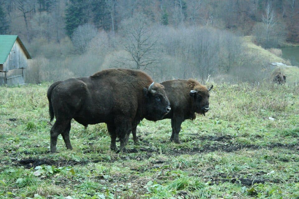 Bivolul — фото 2