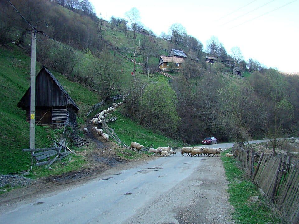 Măguri-Răcătău - Culmea Urășa - Muntele Smidele