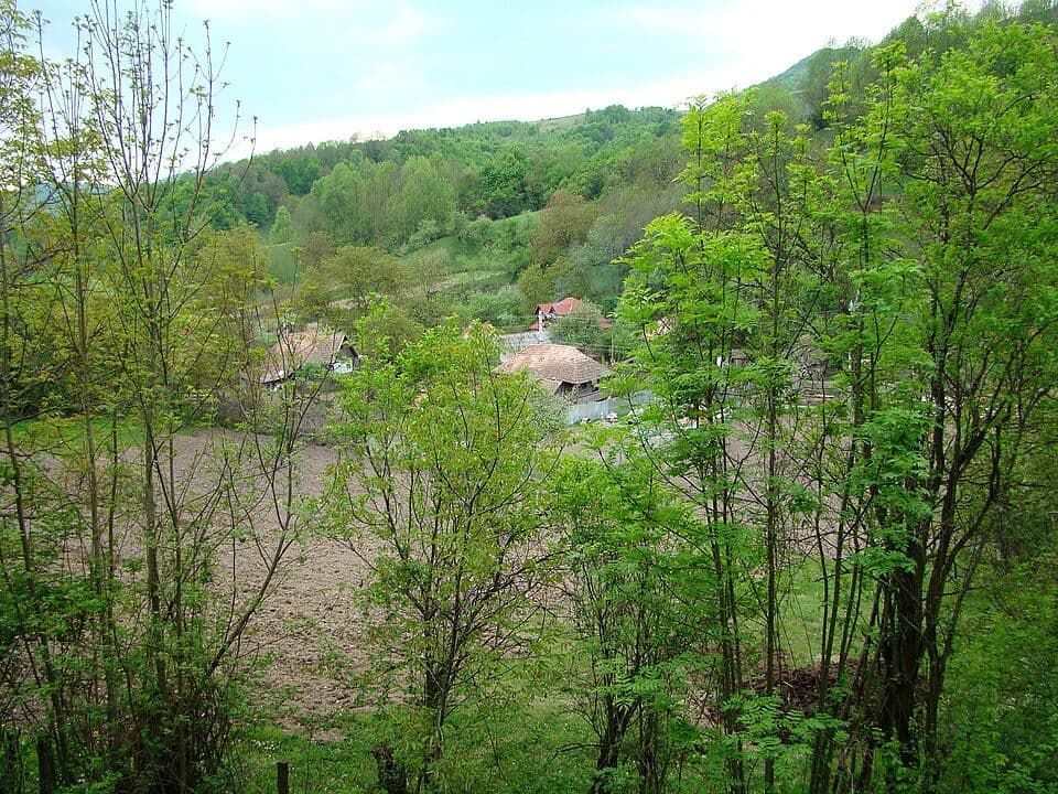 Runc - Ocoliș