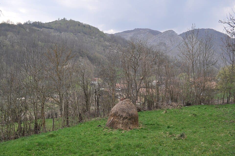 Runc - Ocoliș