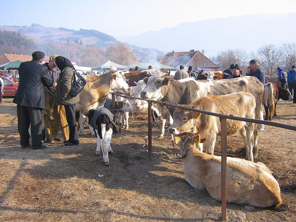 Sălciua de Jos - Peștera Poarta Zmeilor - Izvoarele