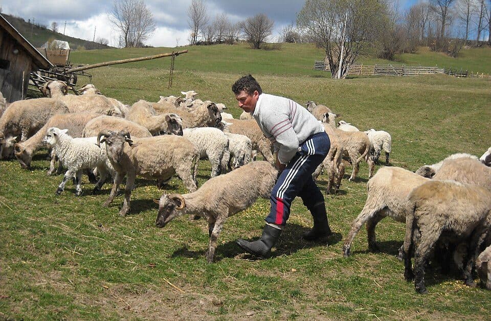 Săcuieu-Rogojel-Cabana Vlădeasa